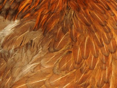 A Close Up Of A Brown And White Chicken