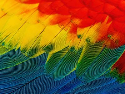 A Close Up Of A Colorful Birds Feathers