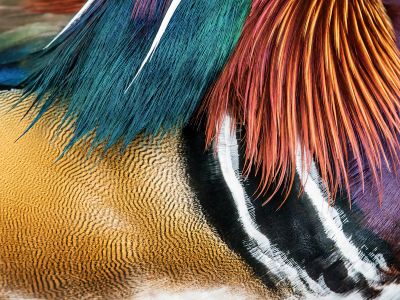 A Close Up Of A Horses Mane