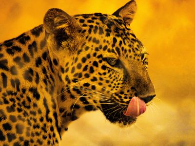 A Close Up Of A Leopard With Its Tongue Out