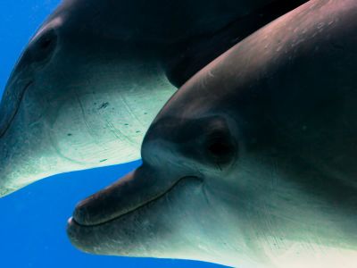 A Couple Of Dolphins That Are Under Water