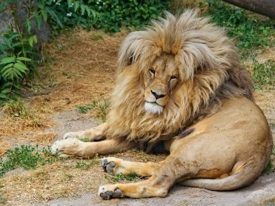 A Lion Lying Down