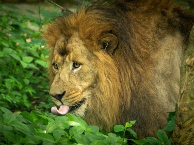 A Lion With A Mane Peeking Through Green Foliage
