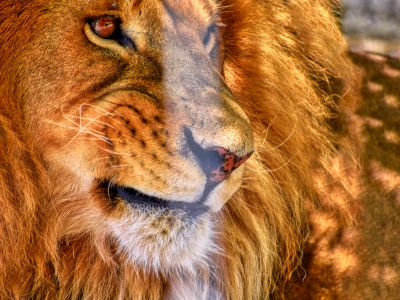 A Lion With Orange Eyes