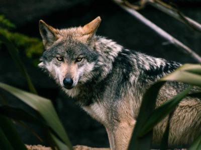 A Lone Wolf Standing In The Middle Of A Forest