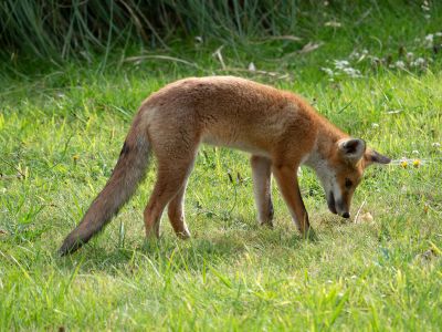 A Small Fox Eating Grass In A Field