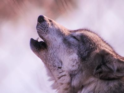 A Wolf Is Looking Up At The Sky