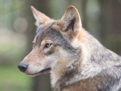 Adult Tan German Shepherd