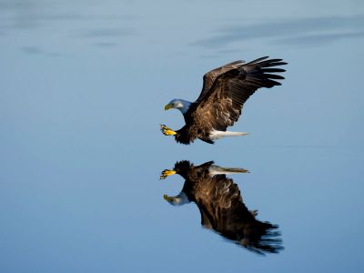 American Bald Eagle Over Body Of Water