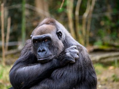 Black Gorilla In Forest During Daytime
