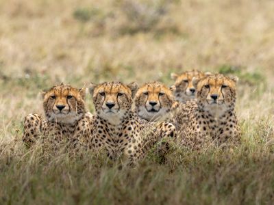Brown And Black Cheetah On Brown Grass Field During Daytime