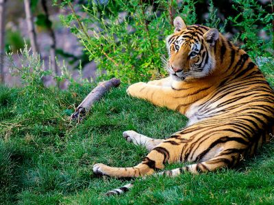 Brown And Black Tiger Lying On Green Grass During Daytime