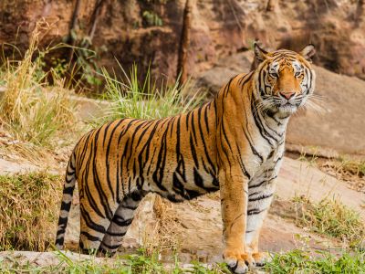 Brown And Black Tiger On Focus Photography