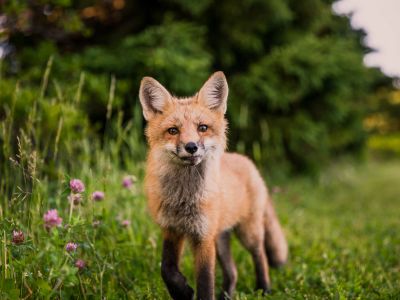 Brown Animal On Green Grass