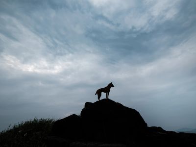Brown Deer Standing On Rock Under Cloudy Sky During Daytime