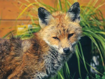 Brown Fox On Green Grass During Daytime