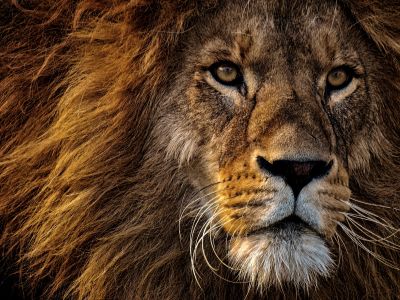 Brown Lion Lying On Green Grass