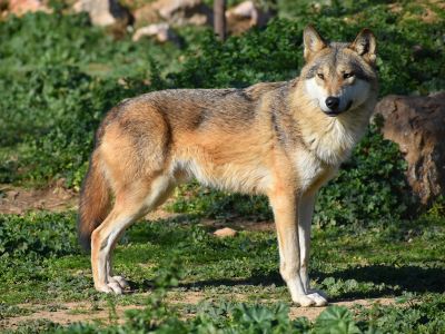 Brown Wolf On Green Grass During Daytime