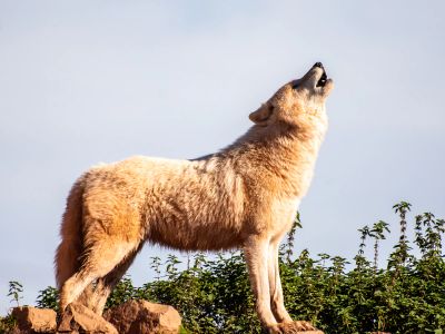 Brown Wolf Standing Boulder During Daytime