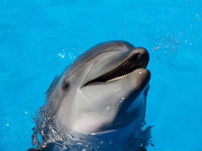 Dolphin On Water During Daytime