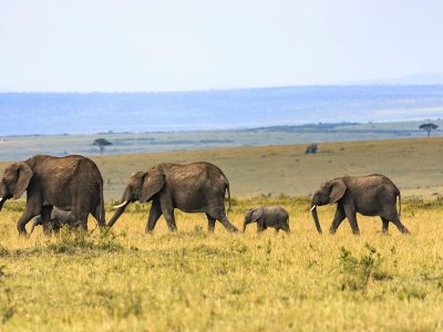 Five Elephants On Brown Grass
