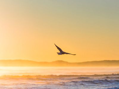 Flying Bird Above Sea