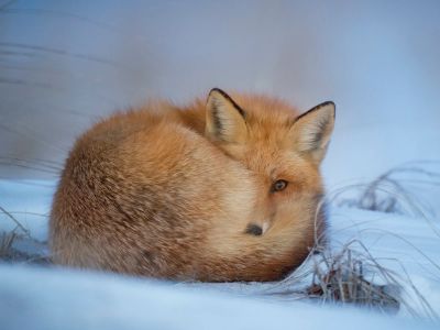 Fox Laying On Snow
