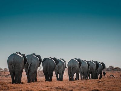 Gray And Black Elephants At Daytime