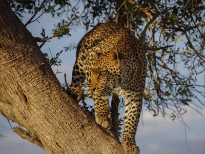 Jaguar On Tree During Day