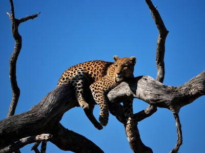 Leopard Lying On Bare Tree