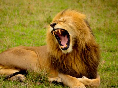 Lion Lying On Green Grass At Daytime