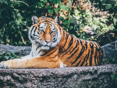 Orange Tiger On Grey Concrete Flooring