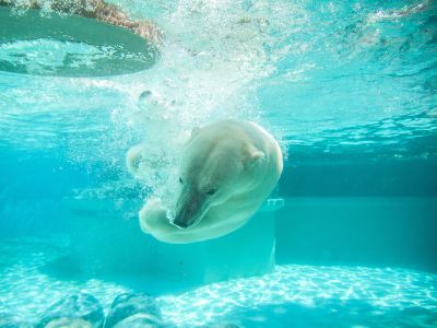 Polar Bear In Body Of Water Photography