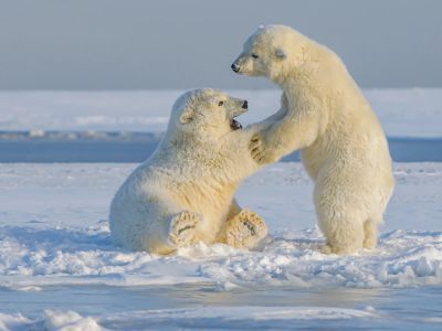 Polar Bear On Snow Covered Ground During Daytime
