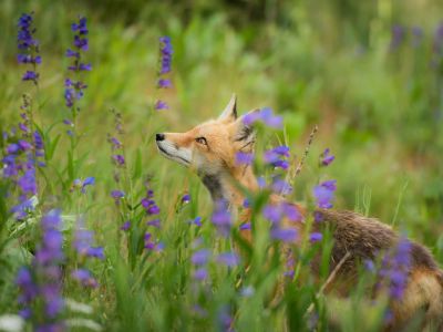 Red Fox Surrounded With Purple Flowers