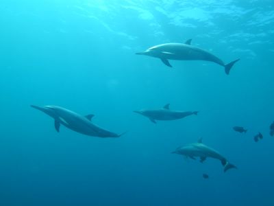 School Of Grey Dolphins Underwater