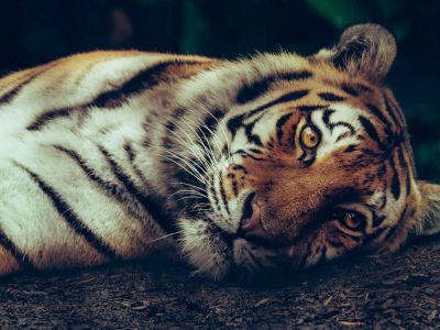 Selective Focus Of Tiger Laying On Ground