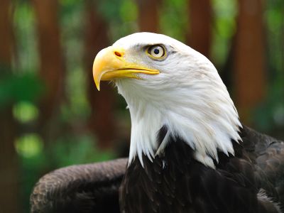 Shallow Focus Photography Of Bald Eagle