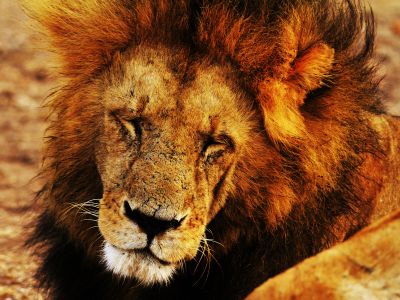 Shallow Focus Photography Of Lion Sleeping