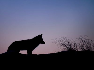 Silhouette Of Wolf Standing On Ground