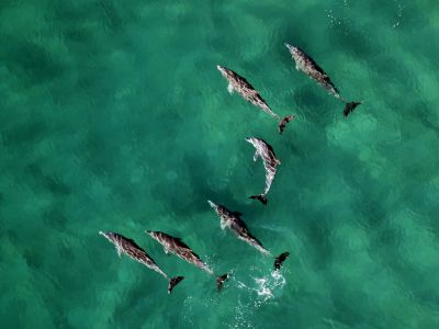 Six Dolphins At Calm Water