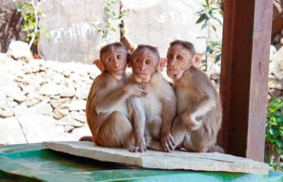 Three Monkeys Sitting in Wildlife