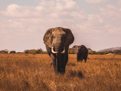 Two Elephants Walking On Grass Covered Ground