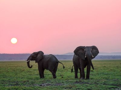 Two Grey Elephants On Grass Plains During Sunset