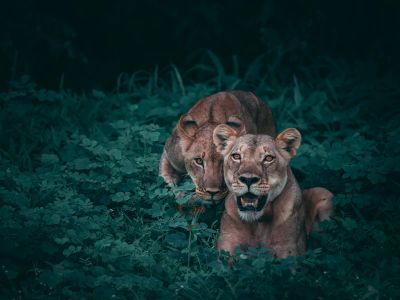 Two Lioness On Green Plants