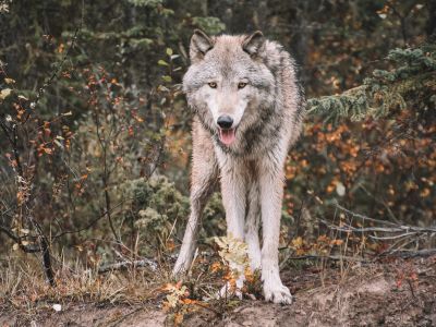 White And Gray Wolf On Forest During Daytime
