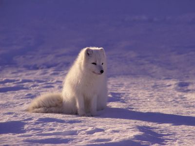 White Fox Sitting On Snow During Daytime