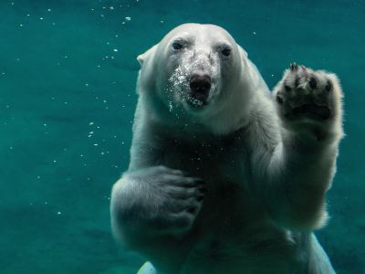White Polar Bear Swimming