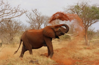 Wild Elephant Throwing Sand