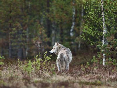 Wolf Standing Near Plants